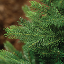 Albero di Natale Grandis Ø150 x H 210 cm