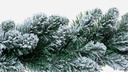 12x Festone Innsbruck Innevato H120