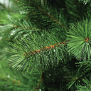 Albero di Natale Ontario Pine Ø132 x H 210 cm