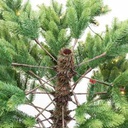 Albero monte durando 2093 rami 620 LED verde cm ø132h240
