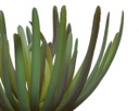 Pianta finta con vaso 9,5x9,5x20hcm