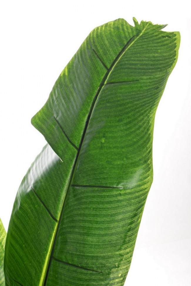 2x Pianta Banano decorazione casa con vaso 16 foglie 170h cm