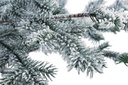 Pino Elbrus Innevato H150