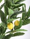 2x Pianta Limone C-Vaso 224Foglie H115