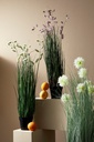 4x Pianta grevillea rosa D.70x100h in plastica
