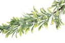 3x Boa Tux Vischio Bacche Bianco H180Cm
