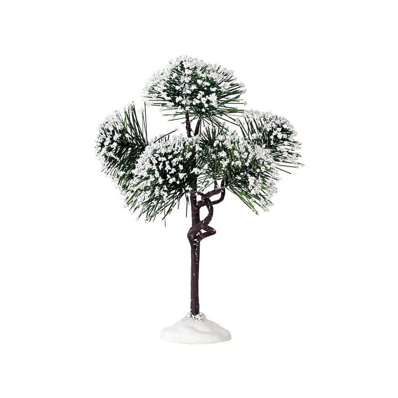 MOUNTAINE PINE MEDIUM