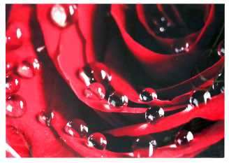 Quadro dettaglio rosa rossa yc-1404 cm.80 x 60 x 2,8