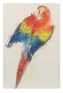 Quadro pappagallo yc-2031 cm. 60 x 90