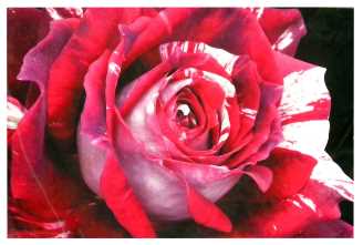Quadro rosa rossa yc-1461 cm. 80 x 60 x2,8