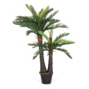 2x pianta palma c-vaso 36foglie 2tr h150