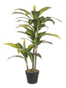 2x Pianta Dracena C-Vaso 43Foglie H88Cm