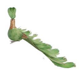 [V6134040000] Pavone piume verde con clip cm30x5h11
