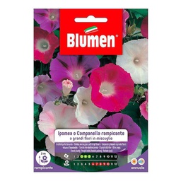 [027315] Semi Di Ipomea O Campanella Rampicante A Grandi Fiori In Miscuglio