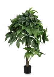 [B0172861] 2x Pianta Pachira Aquatica C-Vaso 280F H120