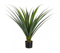 [B0172433] 2x Pianta Ruscaceae C-Vaso 28Foglie H90Cm