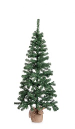 [B0971985] Albero Cerano H165-287Rami